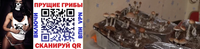 где найти наркотики Октябрьский Галлюциногенные грибы мухоморы
